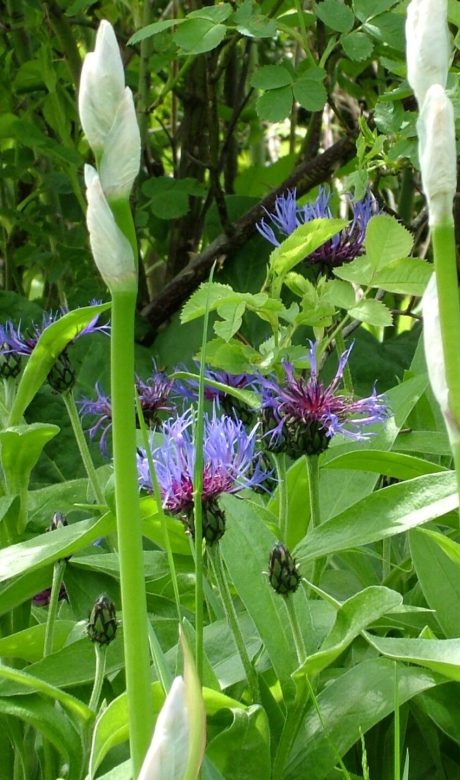 Flockenblumen