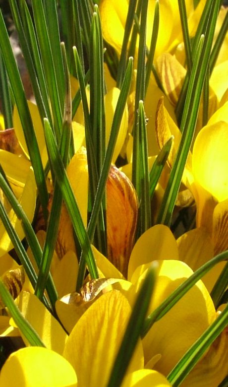 Frühlingserstrahlen