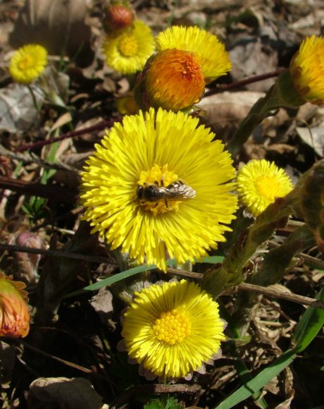 Huflattich&Wildbiene