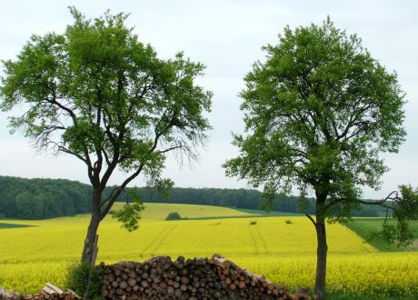 Raps im Rahmen