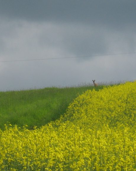 Rehblick